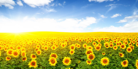 Fototapeta premium field of sunflowers