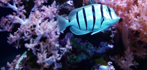 striped fish