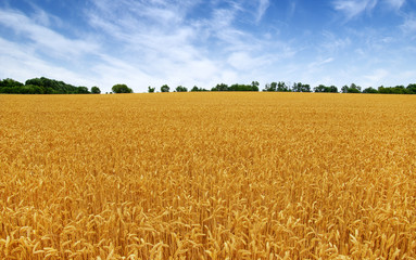 Golden wheat field with blue sky