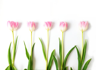 Fototapeta premium Tulip flowers in a row isolated on white background.