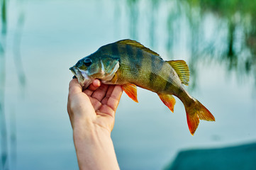 Caught trophy fish perch in the hand of a fisherman. The bait in a predator jaw. Spinning sport...