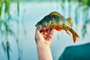 Caught trophy fish perch in the hand of a fisherman. The bait in a predator jaw. Spinning sport fishing.  Catch & release. The concept of outdoor activities.