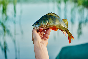 Caught trophy fish perch in the hand of a fisherman. The bait in a predator jaw. Spinning sport fishing.  Catch & release. The concept of outdoor activities.