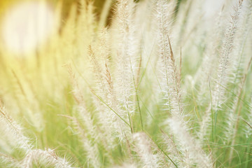 Closeup blossom flowers of thatched grass grow in the wild field