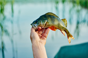 Caught trophy fish perch in the hand of a fisherman. The bait in a predator jaw. Spinning sport fishing.  Catch & release. The concept of outdoor activities.