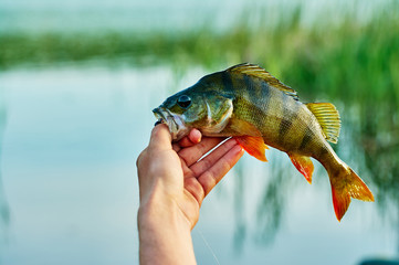 Caught trophy fish perch in the hand of a fisherman. The bait in a predator jaw. Spinning sport fishing.  Catch & release. The concept of outdoor activities.