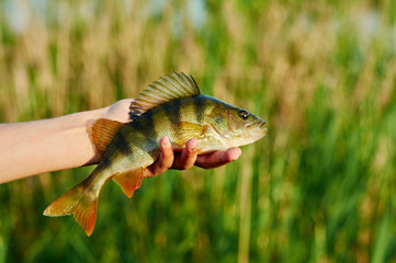 Caught trophy fish perch in the hand of a fisherman.  Spinning sport fishing.  Catch & release. The concept of outdoor activities.