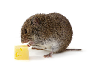 Mouse with cheese