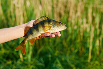 Caught trophy fish perch in the hand of a fisherman.  Spinning sport fishing.  Catch & release. The concept of outdoor activities.