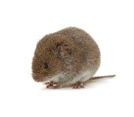 Mouse isolated on white