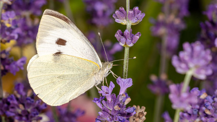 cabbage butterfly