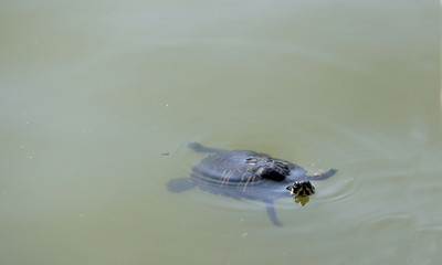 tortue nageant