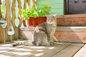 The beautiful striped cat is on the porch of a house in summer day.