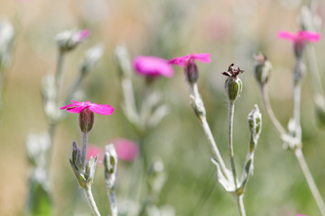 Flowers in meadow. Close up. 