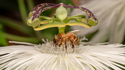 Honey bee on passion flower