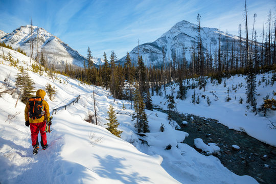 Alpine climber walks along Tokumm Creek at scenic Marble Canyon, BC in Kootenay National Park near Banff, Alberta at sunset in winter. The rugged, narrow slot canyon is a popular summer destination with the turquoise waters of Tokumm Creek flowing at the bottom. In the winter it is a hotspot for ice climbers.