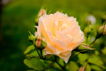 Orange rose