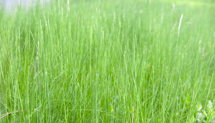 Lush green grass on meadow, spring summer outdoors close-up, copy space, wide format. Beautiful artistic image of purity and freshness of nature. Abstract bokeh background.