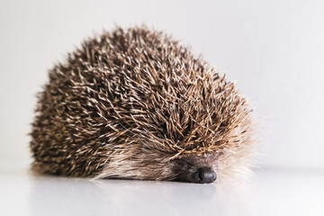Forest hedgehog on a white background. Wild hedgehog lies on a white board face forward. Spiny hedgehog, predatory night animal after hibernation