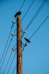 Crows On A Transmission Line