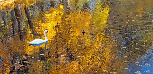 Swan and duck floating in the water of the pond in the park with yellow autumn leaves and beautiful reflection of the trees.