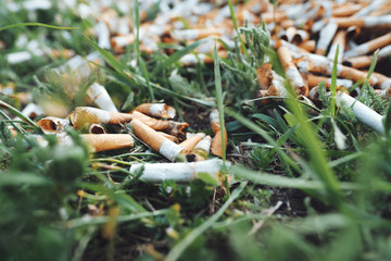 View of the pattern of scattered cigarette butts in the green grass on the meadow in the park of a...