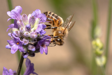 Honey bee on lavender