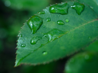 drops of dew on a green leaf