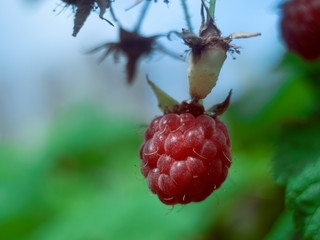 raspberry red on a bush large