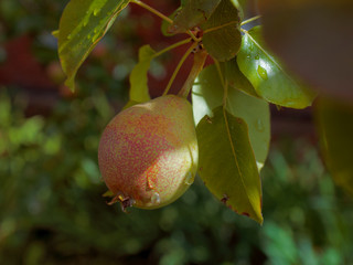 ripening pear fruit on the tree