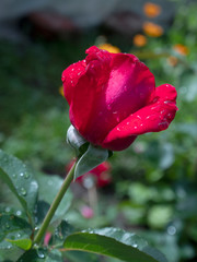 red rose in the garden with dew