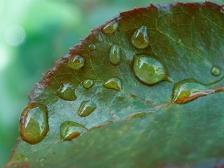 drops of dew on a green leaf
