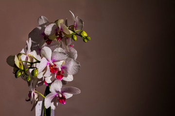 White and purple orchid flowers photographed in the studio