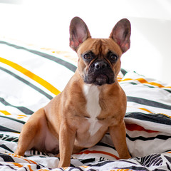 The sweet French bulldog lies on the bed and makes funny faces, colorful bedding and white walls in the room