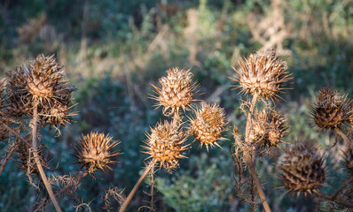 Distel