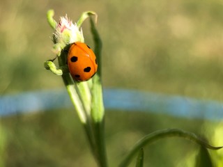 ladybug on flower © Magda