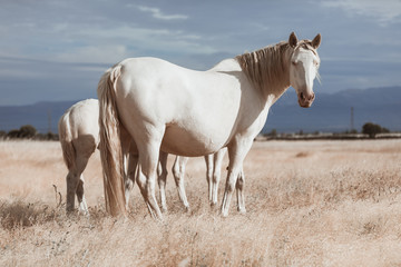 white horse family in the middle of nature