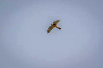 Turmfalke im Gleitflug - Blick nach unten