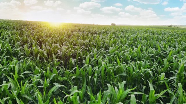 Slow low flight over a green corn field. Summer morning sunrise. 4K video.