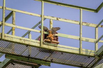 Turmfalken bei der Paarung vor dem Nistkasten