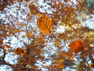 Autumn leaves against a blue sky. 