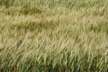 Summer wheat field background