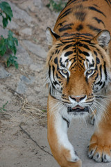 the tiger imposingly goes on the concrete path and rests, a beautiful powerful big tiger cat on the background of summer green grass, stones and green water in the zoo. Close-up.