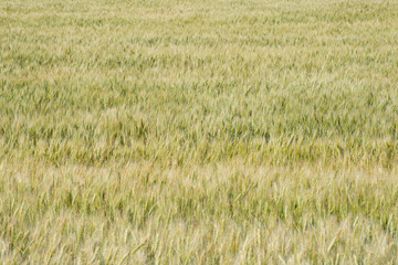 Summer wheat field background