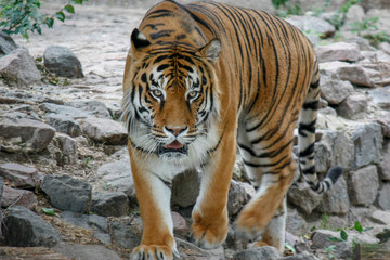 the tiger imposingly goes on the concrete path and rests, a beautiful powerful big tiger cat on the background of summer green grass, stones and green water in the zoo. Close-up.