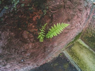 moss on a tree