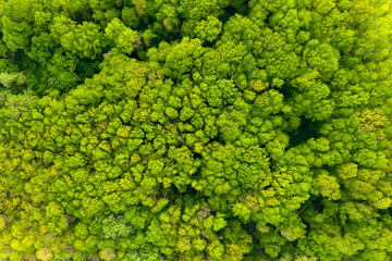Naklejka premium Aerial view of a dense green array of trees in a national reserve in Bulgaria near the Kamchiya River. Texture of diverse green crown of mixed forest in spring on a sunny day. Pattern Drone