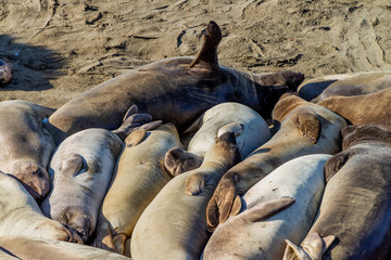 Elephant seals resting on the beach in California, USA