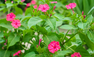 Beautiful pink flowers Mirabilis jalapa grow in the garden on a sunny day. Natural wallpaper. Beautiful background for design. Soft selective focus