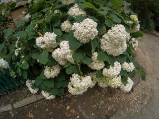 white flowers in the garden